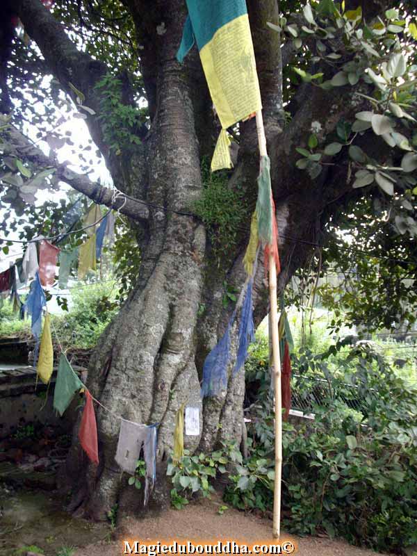 boddhi tree