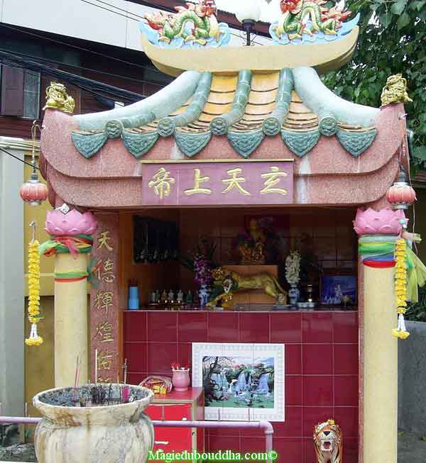 Le culte des tigres en Thailande.