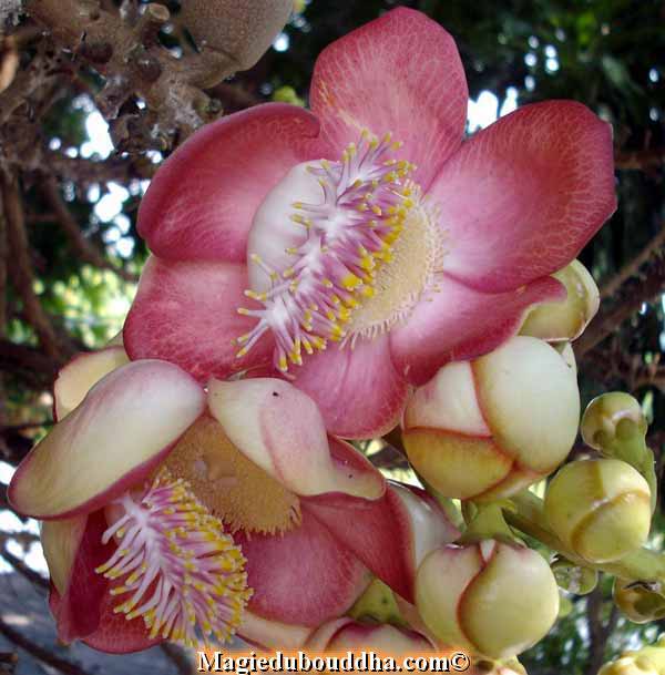 Fleur d'arbre sala en Thailande.