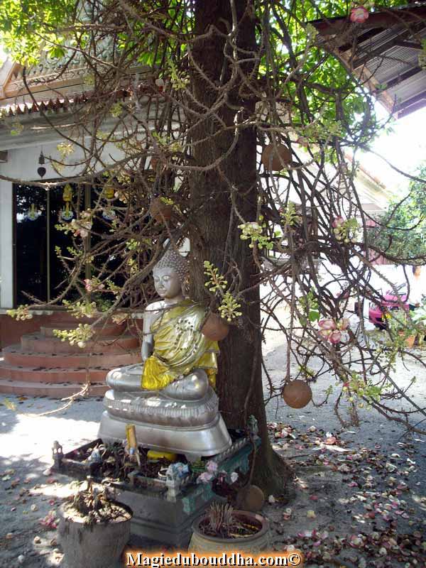 La fleur du Bouddha.