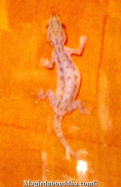 gecko sur un moine thai.