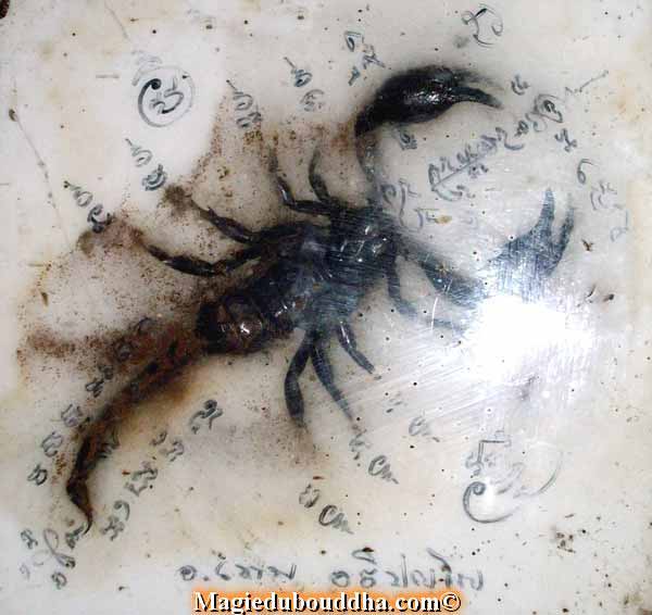 Scorpion magique de thailande.