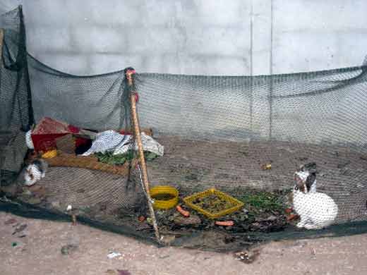 Les lapins nains de luang phor chang.