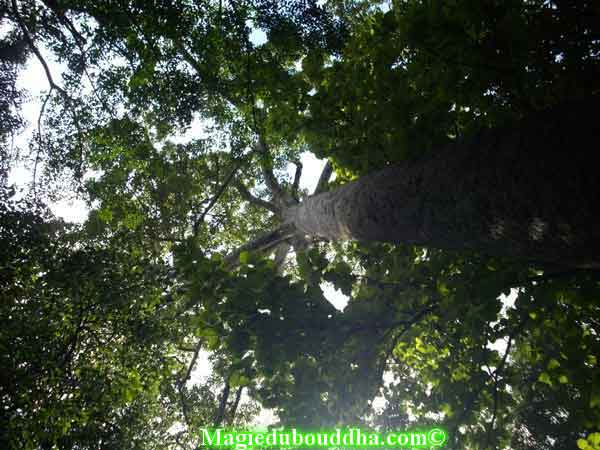 Arbre sacré thai mae takian.