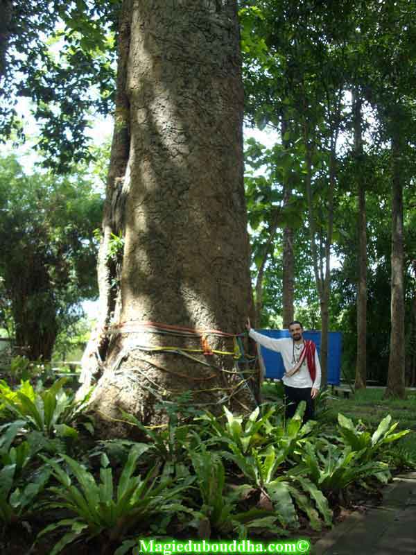 Arbre sacré takian.