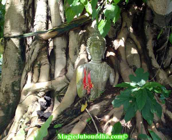 Bouddha dans un arbre.
