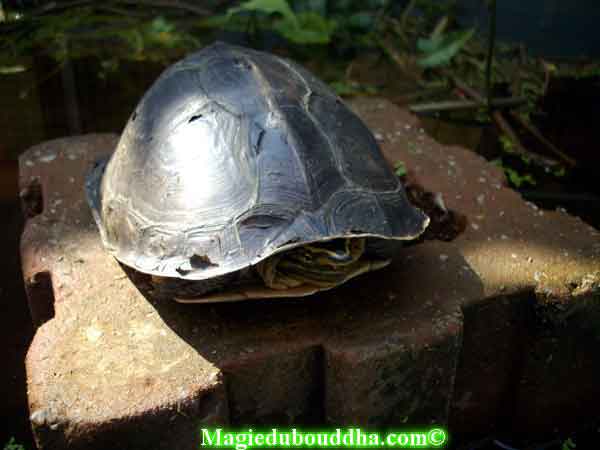 tortue de temple thai
