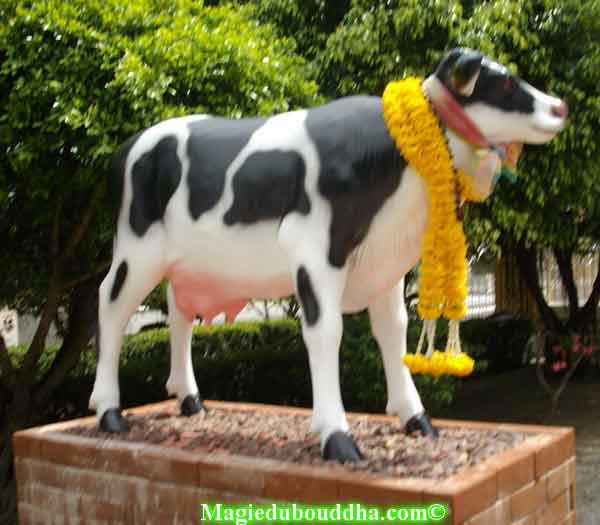 vache dans un temple en thailande.