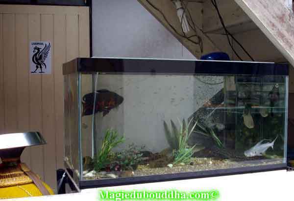 Aquarium chez luang phor niyom.