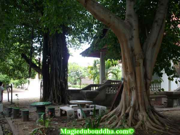 Arbre du bouddha au wat cheng nok.