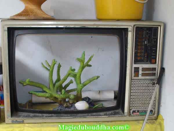 Aquarium fait avec une télévison ancienne.