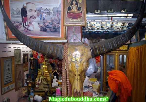 Crane de buffle en thailande.