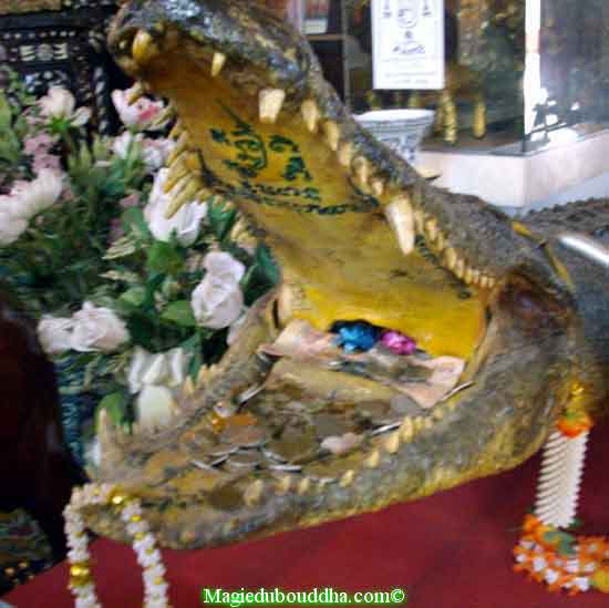 crocodile magique temple thailande