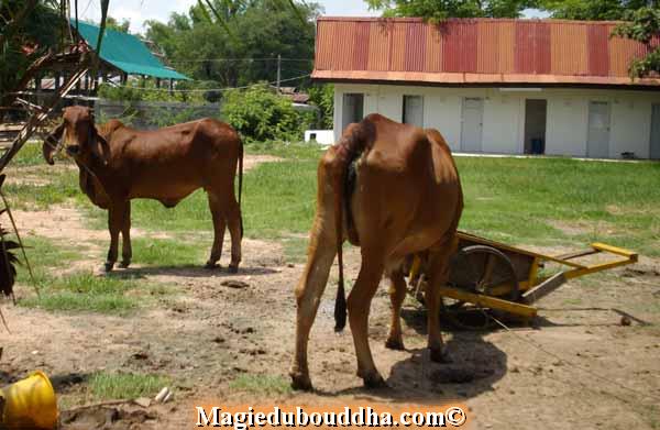 Buffles dans un temple en thailande.