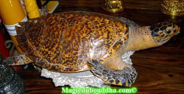 tortue magique temple thai