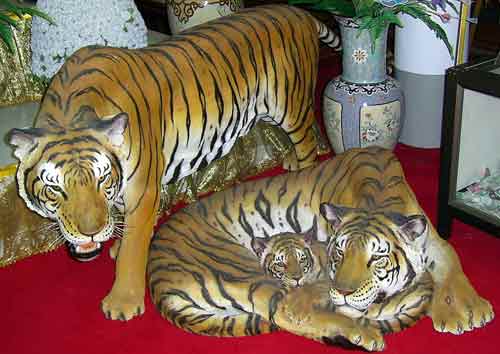 Tigres dans un temple en thaïlande.