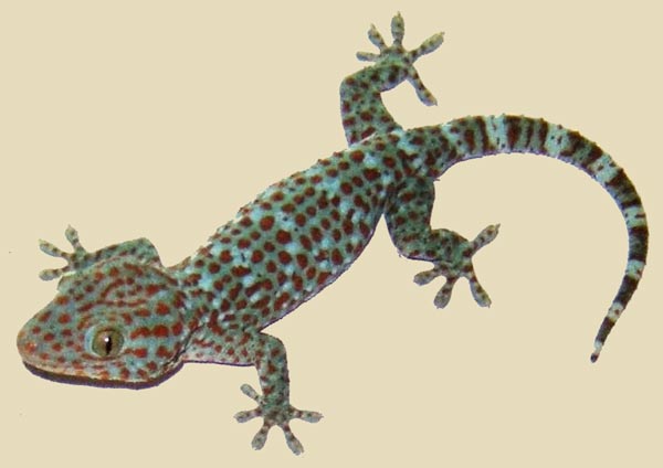 gecko tokay lezard thai