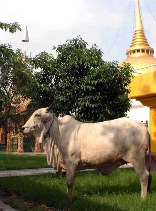 Buffle dans un temple thai.