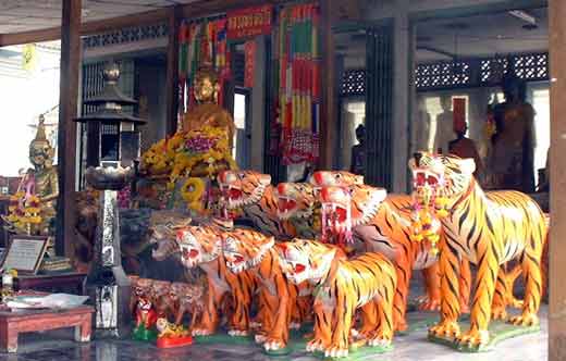 Tigres offrandes temple thailande.