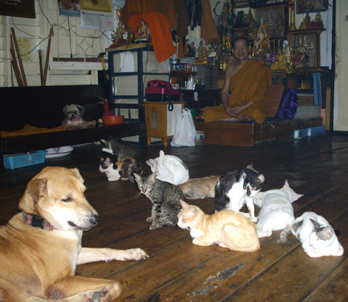 Les animaxu de luang phor sao.