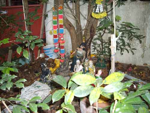 Arbre sacré chez luang phor sao.