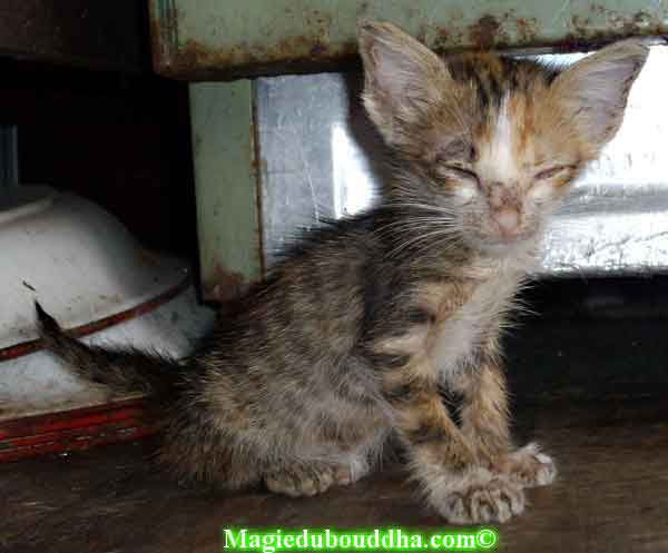 Chaton malade chez luang phor sao.