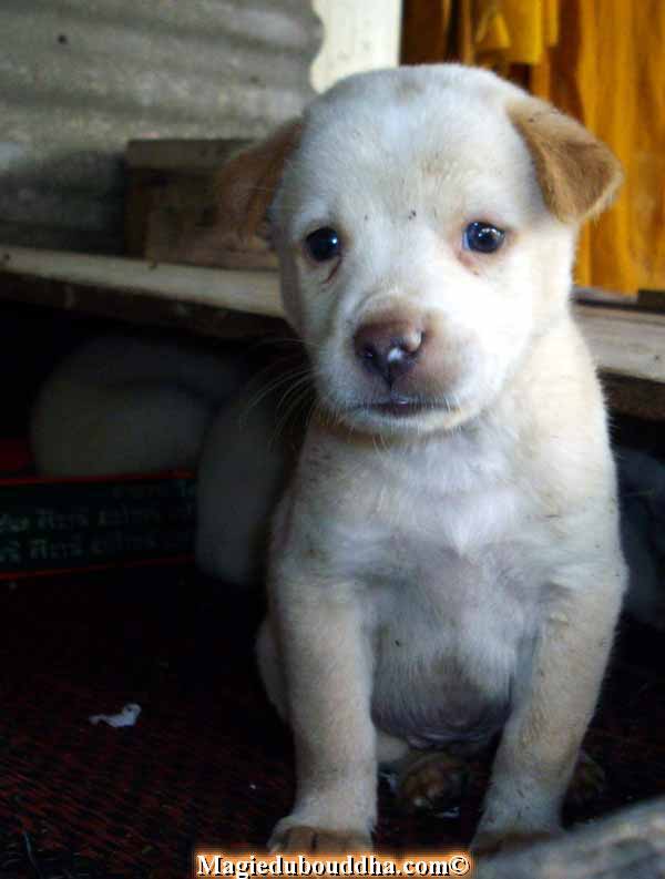 Chiot de luang phor sao.