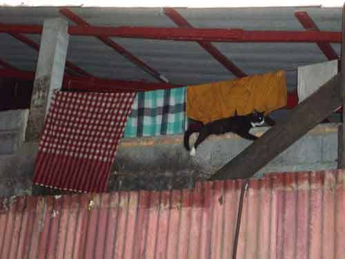 Linge de moine thai.